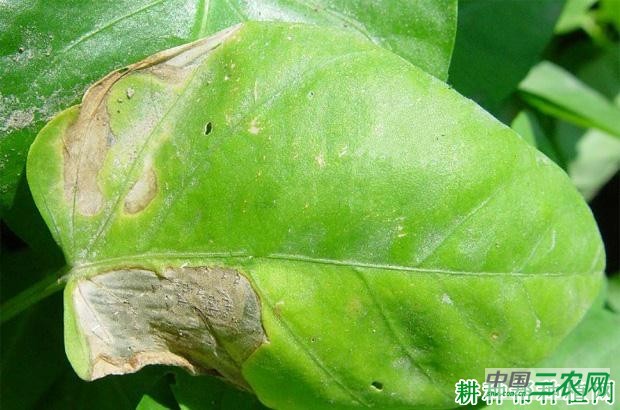 空心菜细菌性叶枯病如何防治？