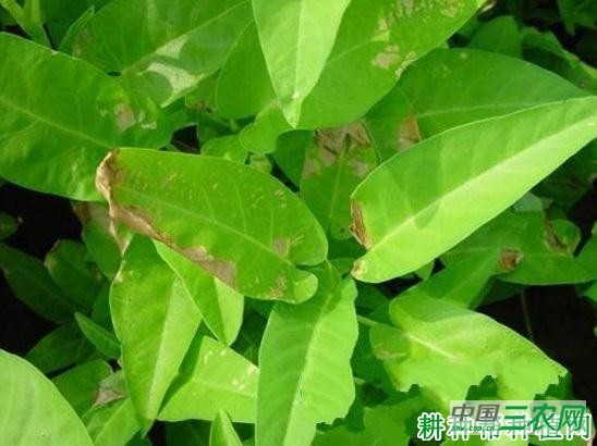 空心菜细菌性叶枯病如何防治？