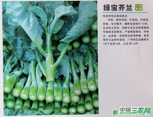 绿宝芥兰芥蓝品种好不好？