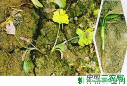 香菜（芫荽）立枯病如何防治？