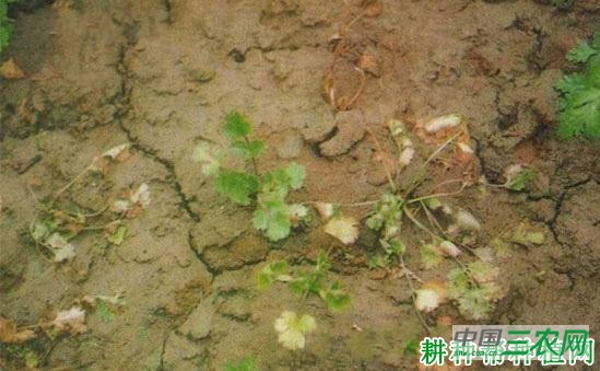 香菜（芫荽）立枯病如何防治？