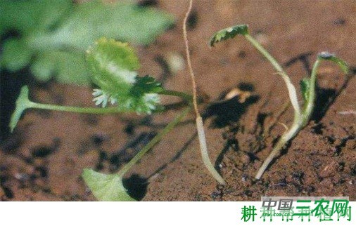 香菜（芫荽）立枯病如何防治？