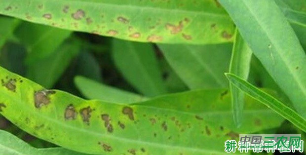 空心菜炭疽病如何防治？