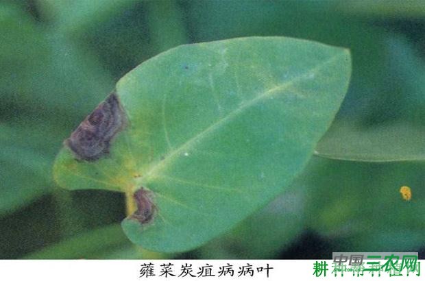 空心菜炭疽病如何防治？