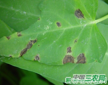 空心菜炭疽病如何防治？