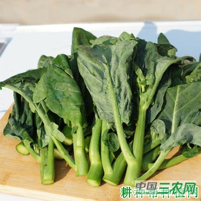 顺宝芥兰芥蓝品种好不好？