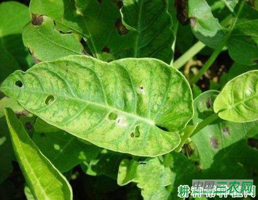 空心菜病毒病如何防治？