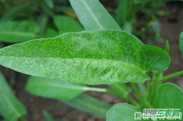 空心菜病毒病如何防治？