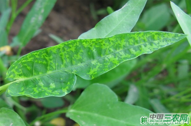 空心菜病毒病如何防治？