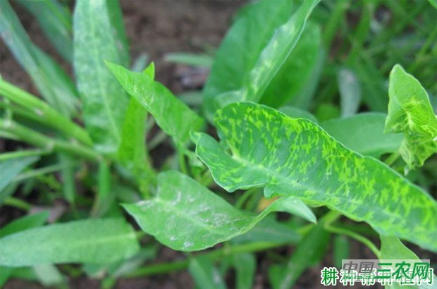 空心菜病毒病如何防治？