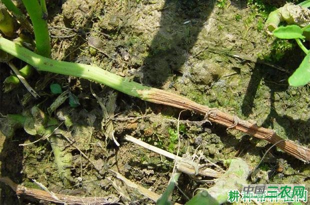 空心菜根腐病如何防治？