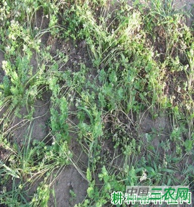 香菜（芫荽）软腐病如何防治？