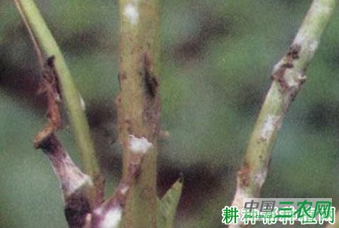 空心菜菌核病如何防治？