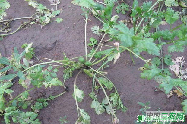 香菜（芫荽）软腐病如何防治？