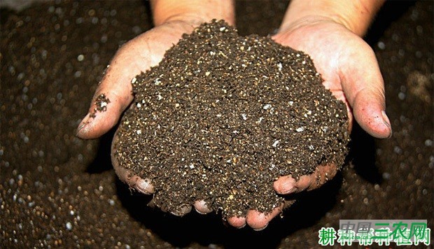 莴笋（莴苣）育苗床如何准备？