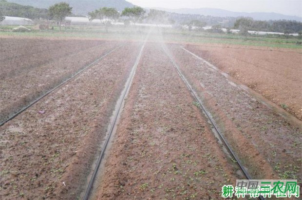 莴笋（莴苣）育苗床如何准备？