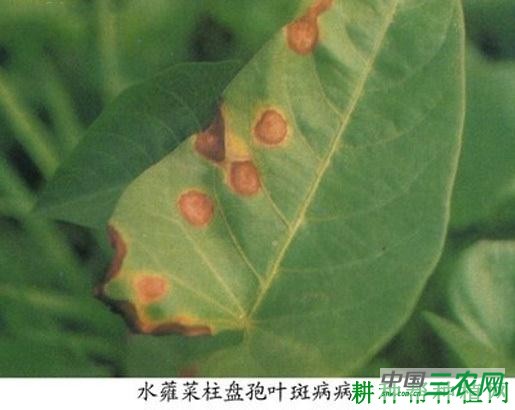 空心菜叶斑病如何防治？