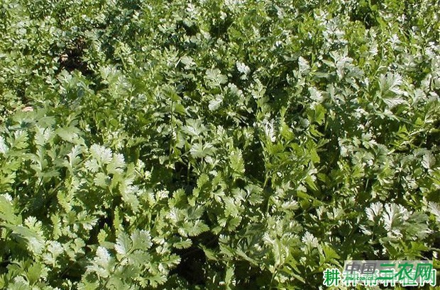 香菜（芫荽）白粉病如何防治？