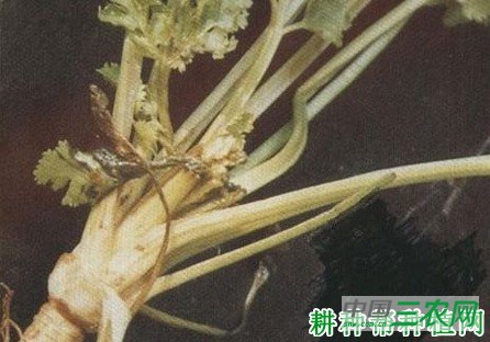 香菜(芫荽)株腐病如何防治? 香菜(芫荽)株腐病如何防治?