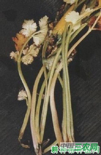 香菜(芫荽)株腐病如何防治? 香菜(芫荽)株腐病如何防治?