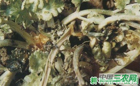 香菜(芫荽)株腐病如何防治? 香菜(芫荽)株腐病如何防治?