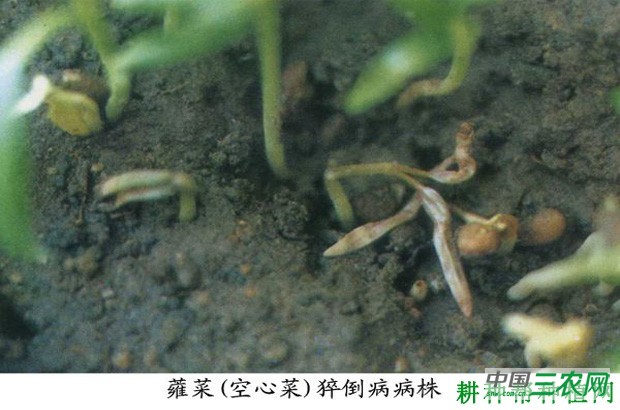 空心菜猝倒病如何防治？