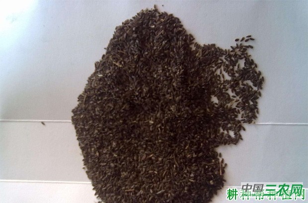 莴笋（莴苣）种子如何催芽？