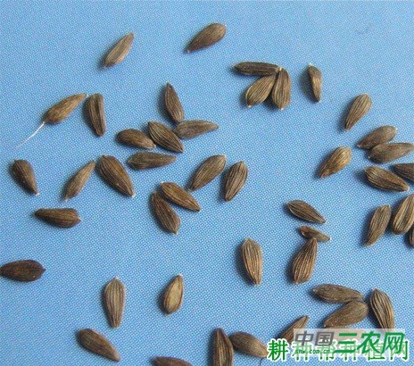 莴笋（莴苣）种子如何催芽？