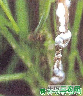 香菜（芫荽）菌核病如何防治？