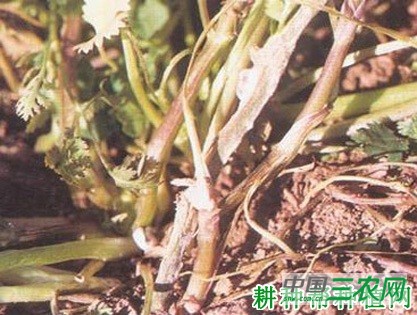 香菜（芫荽）菌核病如何防治？