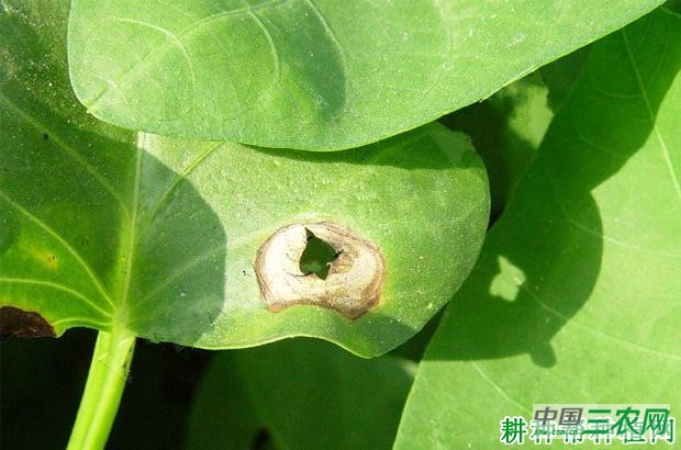 空心菜灰霉病如何防治？