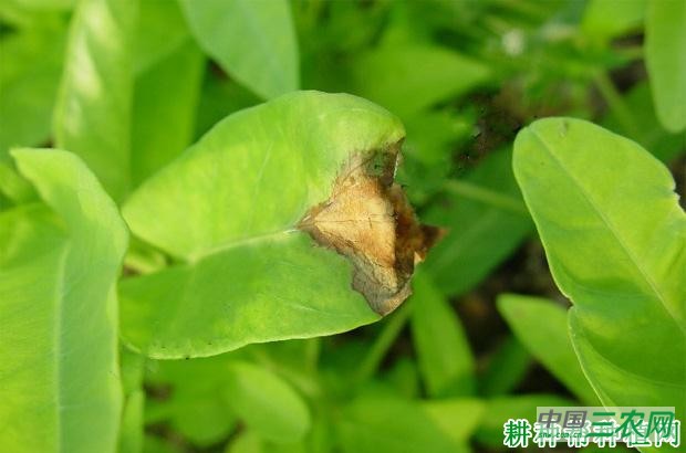 空心菜灰霉病如何防治？