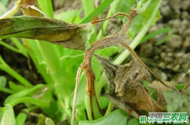 空心菜灰霉病如何防治？