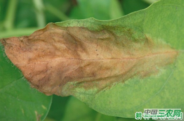 空心菜灰霉病如何防治？