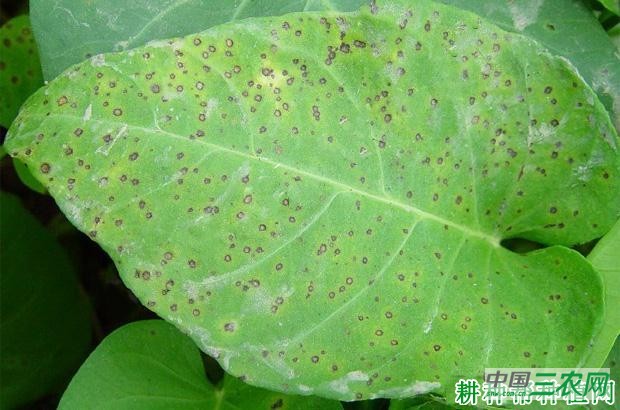 空心菜褐斑病如何防治？