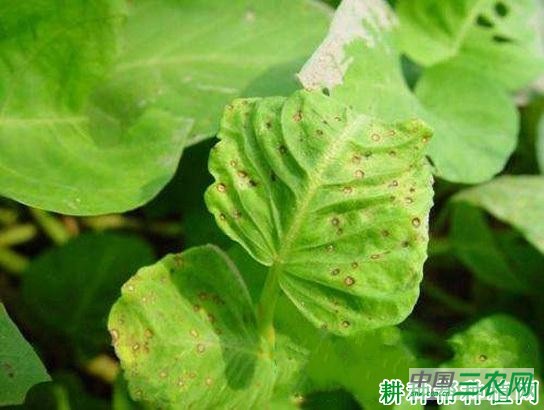 空心菜褐斑病如何防治？