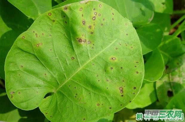 空心菜褐斑病如何防治？