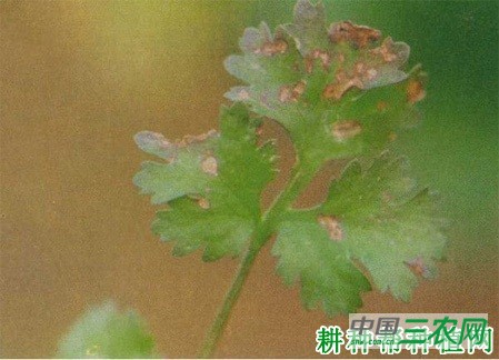 香菜（芫荽）叶斑病如何防治？