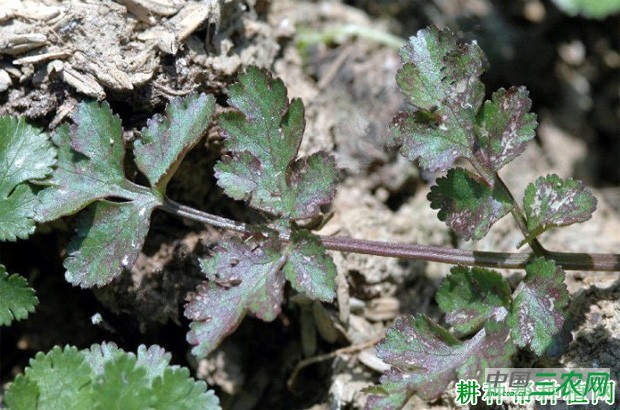 香菜（芫荽）叶斑病如何防治？
