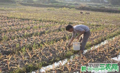 莴笋怎么施肥？