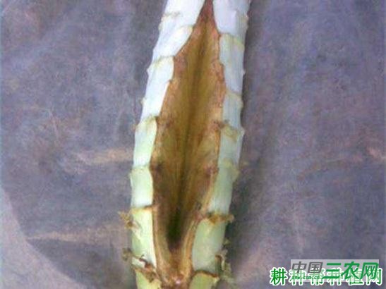莴笋裂茎如何防治？