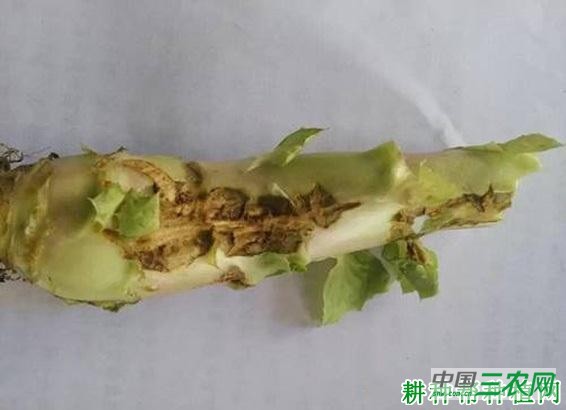 莴笋裂茎如何防治？