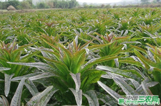 莴笋怎么施肥？