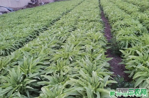 什么时候能种莴笋（莴苣）？