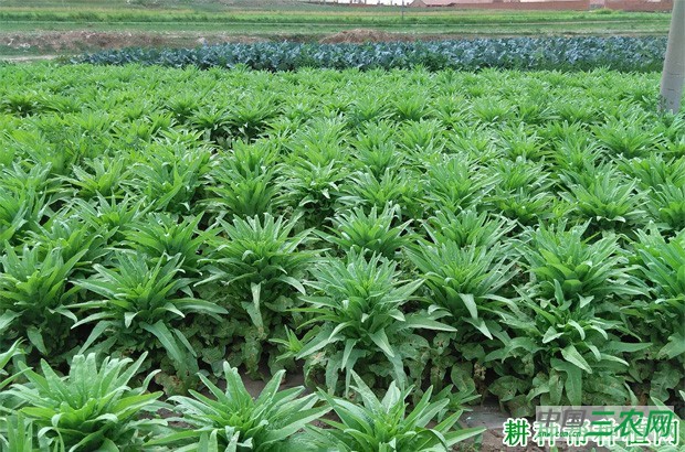 什么时候能种莴笋（莴苣）？