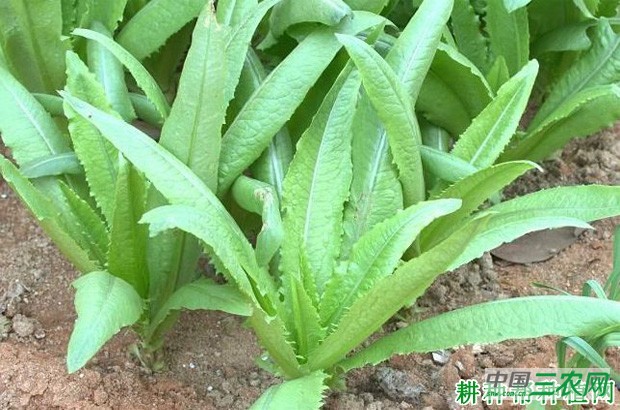 叶用莴苣如何种植？