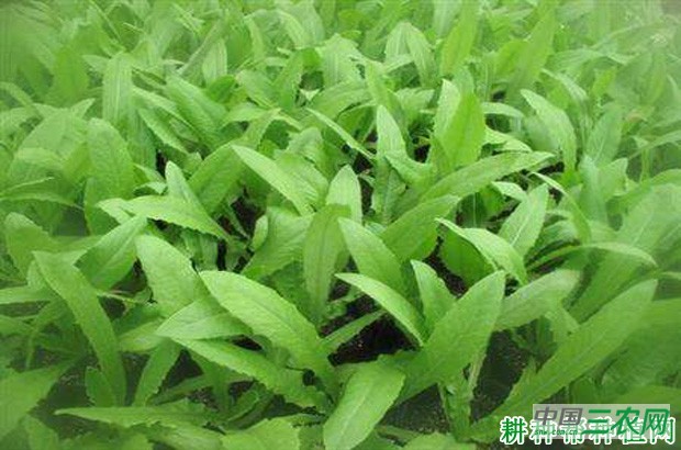 叶用莴苣如何种植？