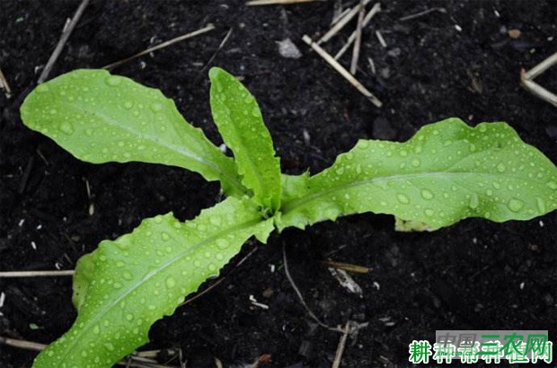 叶用莴苣如何种植？