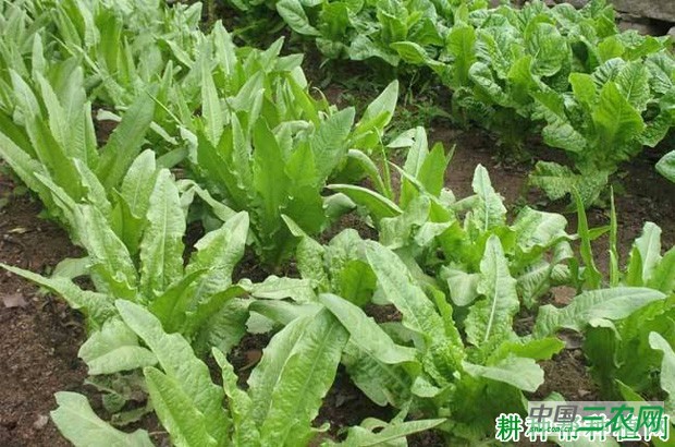 叶用莴苣如何种植？