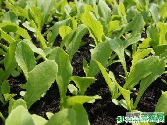 叶用莴苣如何种植？